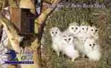 HIBOU - Baby Barn Owls ( Jersey ) *** Owl - Chouette - Eule - Buho - Gufo – Owls - Chouettes Eulen * Birds Of Pray Bird - Adler & Greifvögel