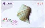 Seashells – Seemuschel - Conchiglia– Sea Shells –coquille – Muschel – Seashell – Muszle - Shell - MINT CARD No. 1 - Vissen