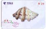 Seashells – Seemuschel - Coquilles – Sea Shells – Coquille – Muschel – Seashell – Muszle - Shell - MINT CARD No. 3 - Fish