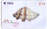 Seashells – Seemuschel - Coquilles – Sea Shells – Coquille – Muschel – Seashell – Muszle - Shell - MINT CARD No. 3 - Peces