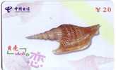 Seashells – Seemuschel - Coquilles – Sea Shells – Coquille – Muschel – Seashell – Muszle - Shell - MINT CARD No. 4 - Pesci