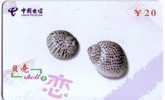 Seashells – Seemuschel - Coquilles – Sea Shells – Coquille – Muschel – Seashell – Muszle - Shell - MINT CARD No. 5 - Fish