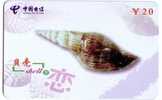 Seashells – Seemuschel - Coquilles – Sea Shells – Coquille – Muschel – Seashell – Muszle - Shell - MINT CARD No. 8 - Fische