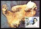 Antarctica Maxi Card Bear,very Nice. - Other & Unclassified