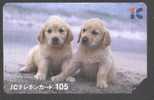DOGS - JAPAN-001 - Chiens