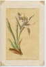 PRANCRATIUM MARITIMUM - Lithographies