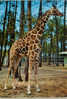 CPM GIRAFE PARC ZOOLOGIQUE LA FLECHE - Girafes