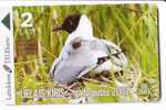 LATVIA USED PHONECARD - 2 Lati " LARUS / Sea Gull " - Letonia