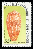 Nouvelle Calédonie (Y/T No, 498 - Conus Bullatus) * NG - Altri & Non Classificati