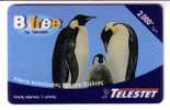 PENGUIN ( Greece Card )*** Pingouin - Manchot - Pinguin - Pingüino - Pinguino - Penguins - Pingouin - Damaged Card - Pinguine