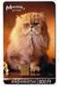 PERSIAN CAT ( Hungary ) - Chat - Gato - Katze - Kat - Cats - Chats - Felino - Matou - Gatto - Gatta - Katzen