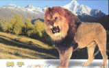 Lion (Panthera Leo) - Lions