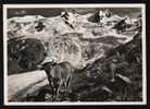 Im Engadin,Rosegtal Mit Sella Gruppe U.Roseg Gletscher - Verlag:FOTO MAX,Max Wagner,St Moritz - Sankt Moritz