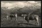 Blick Von Gotschnagrat Ins Silvrettagebiet - Verlag:photo Schmelz, Klosters - Klosters