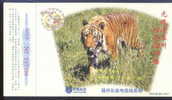 Tiger - Tigre - Tijger - South China Tiger (Panthera Tigris Amoyensis) - L - Tiger