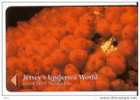 Jersey Islands - Jersey Undersea World - Underwater - Marine Life - Gooseberry Sea Squirts - Fish