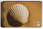 Undersea World - Underwater - Marine Life - Sea Shell - Shells - Coquille - Seashell - Coquilles - UAE - Fische