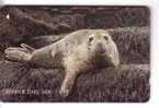 Jersey Islands - Antartic – Polar –arctic- Polaire - Seals – Seehund – Robbe- Phoques Foca – Phoque - ATLANTIC GREY SEAL - Jersey Et Guernesey