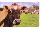 Jersey - Cow – Kuh – Vaca - Vache – Vaccino – Vaches - Vacca – Cows - Year Of The Jersey 2001 - Jersey Et Guernesey