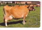 Jersey - Cow – Kuh – Vaca - Vache – Vaccino – Vaches - Vacca – Cows - Year Of The Jersey 2001 - Jersey En Guernsey