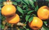 Fruit - Orange - Orange Breed, Bendizao - Cultivation