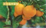 Fruit - Orange - Orange Breed, Citrus Unshiu Mare. - Cultures