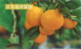 Fruit - Orange - Orange Breed, Citrus Unshiu Mare. - Landwirtschaftl. Anbau