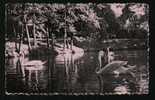 MONDORF-LES-BAINS*Le Parc, Les Cygnes Sur L'eau  E.A.Schaack,Luxembourg 1953 - Bad Mondorf
