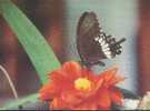 Butterfly & Moth - Papilio Polytes - Papillons