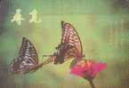 Butterfly & Moth - 002 - Vlinders