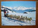 73 COL DES SAISIES ATTELAGE DE CHIENS SAMOYEDES ELEVAGE M GONIN - Courchevel