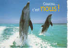 CM Humoristique De Plage . Souvenir De Vacances Au Soleil. Dauphins. - Delfines