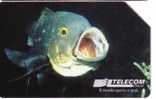 Animal - Fauna - Animals - Undersea - Underwater - Marine Life - FISH - Italy Pesce, Hard Card  L.15 000 - Publiques Ordinaires