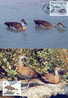 WWF OISEAUX CANARDS   4 CARTES MAXIMUM DIFFERENTES DES BAHAMAS 1988 - Ducks