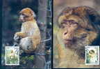 WWF SINGES MACAQUES 4 CARTES MAXIMUMS DIFFERENTES  D ALGERIE  1988 - Scimmie