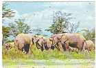 ELEPHANTS  ;TB - Elephants