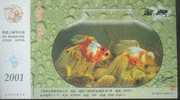 Gold Fish - D - Fische Und Schaltiere