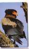 Fauna - Faune - Birds - Oiseaux - Bird - Oiseau - Eagle – Adler – Aigle - Eagles - Aigles - Falcon - BATELEUR S. Africa - Zuid-Afrika