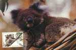 3965  MAXI CARTE AUSTRALIE - Bears