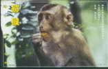 Monkey - Singe - Rhesus Macaque (Macaca Mulatta) - C - Apen