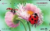 Japan - Insect - Ladybird - Autres & Non Classés