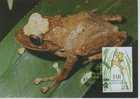 WM0176 Grenouille Platymantis Viviensis Fidji 1988 FDC Premier Jour Carte Maximum - Frogs