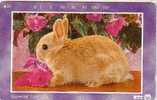 JAPON  BEBE LAPIN RABBIT BABY ROUX SUPERBE - Conigli