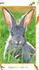 JAPON  LAPIN RABBIT DANS L´HERBE SUPERBE AVEC SES PETITES CAROTTES - Conigli