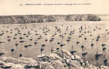 CAMARET-SUR-MER - BATEAUX DE PÊCHE AU MOUILLAGE DANS L´ANSE DE PENHIR - BELLE VUE D´ENSEMBLE - À VOIR ! (y-071) - Camaret-sur-Mer