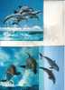 3 X Carte Postale De Dauphin + Timbres - 3 Dohpin Postcard + Dolphin Stamp - Dolphins