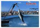 Rimini- Aquarium ( Dauphin, Delphin ) - Delfini