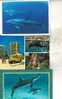 3 X Carte De Dauphin - 3 Dolphin Postcard - Delfines