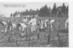 41 // LOIR ET CHER / ST MAURICE LAMOTTE BEUVRON / Equipe De Travailleurs à La Vigne / - Lamotte Beuvron