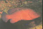 Fish - Poissons - Marine Fish - Coral Hind Grouper (Cephalopholis Miniata) - Fische Und Schaltiere